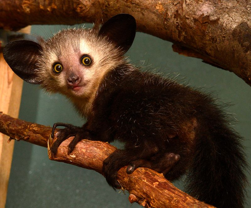 Aye-aye