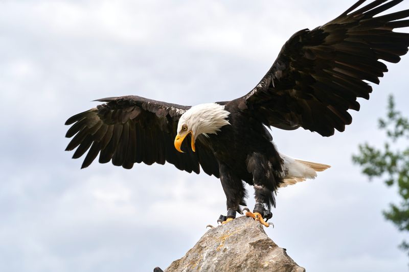 Bald Eagle