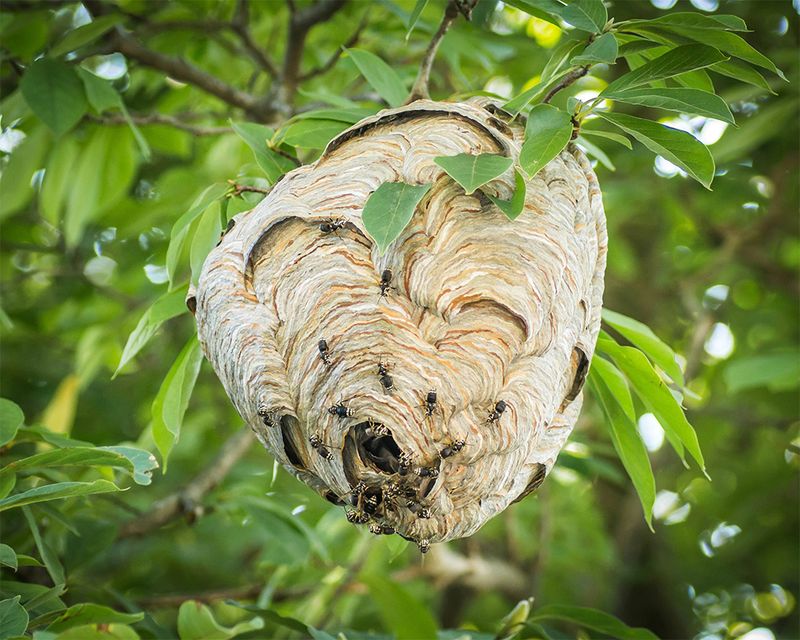 Bald-faced Hornet