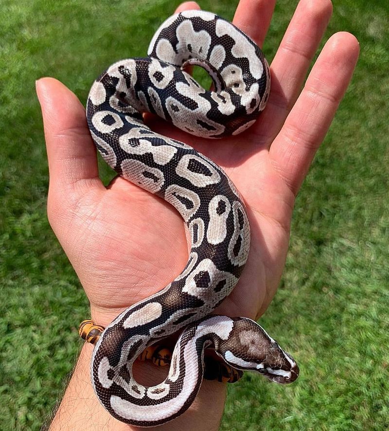 Ball Python