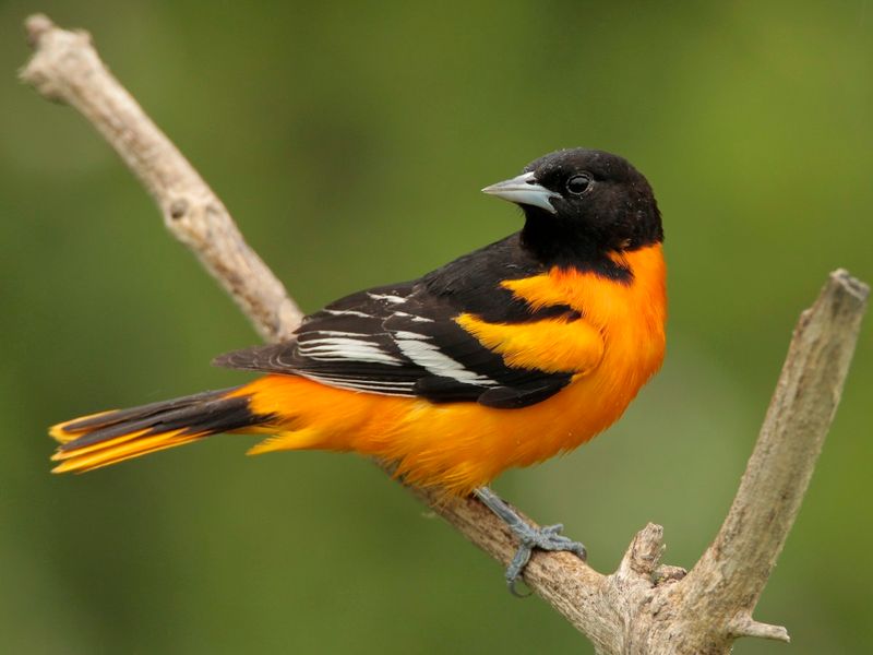 Baltimore Oriole