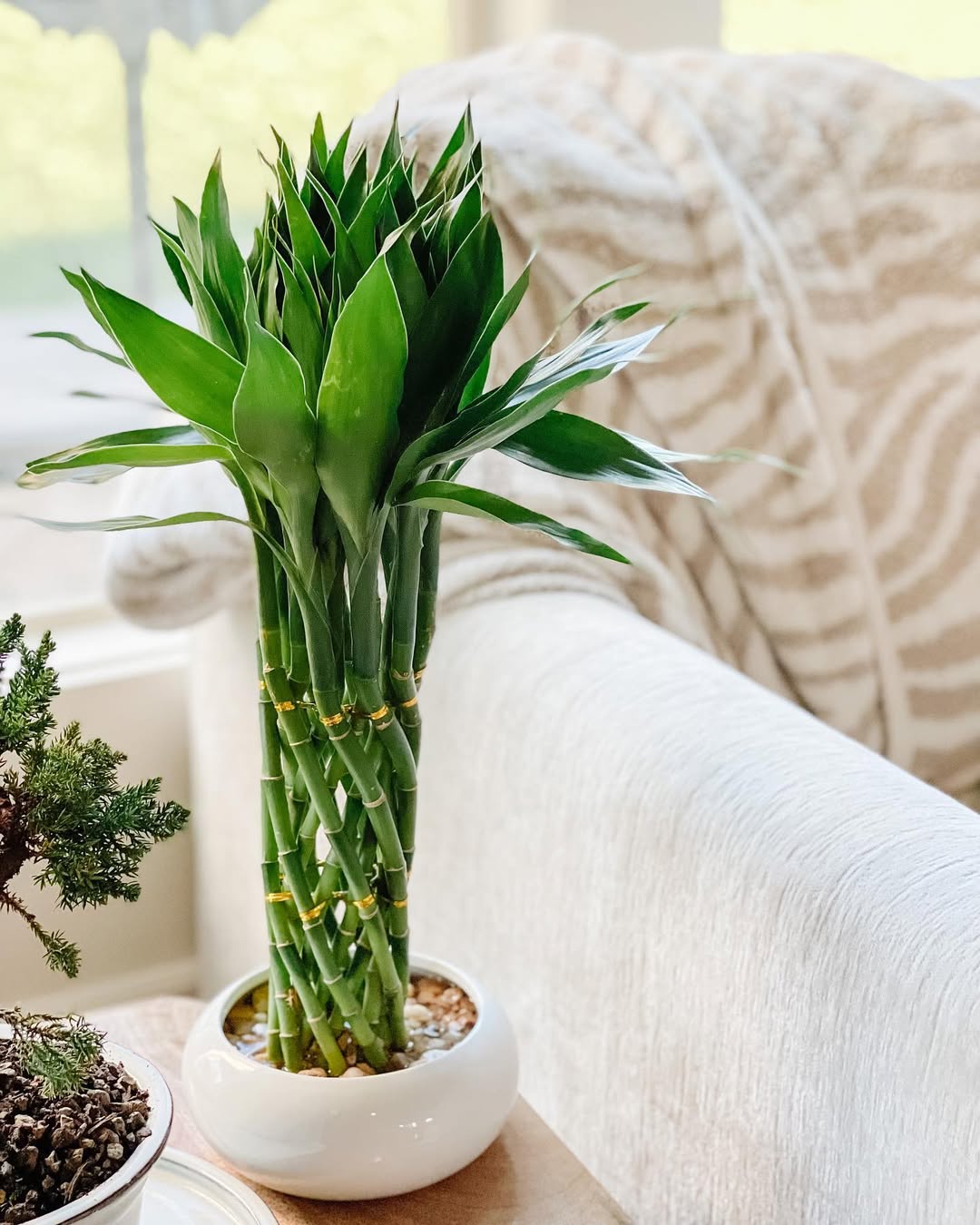 The Ultimate Cat-Friendly Plant Guide for Stylish Spaces