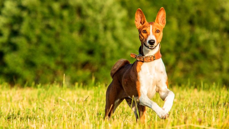 Basenji