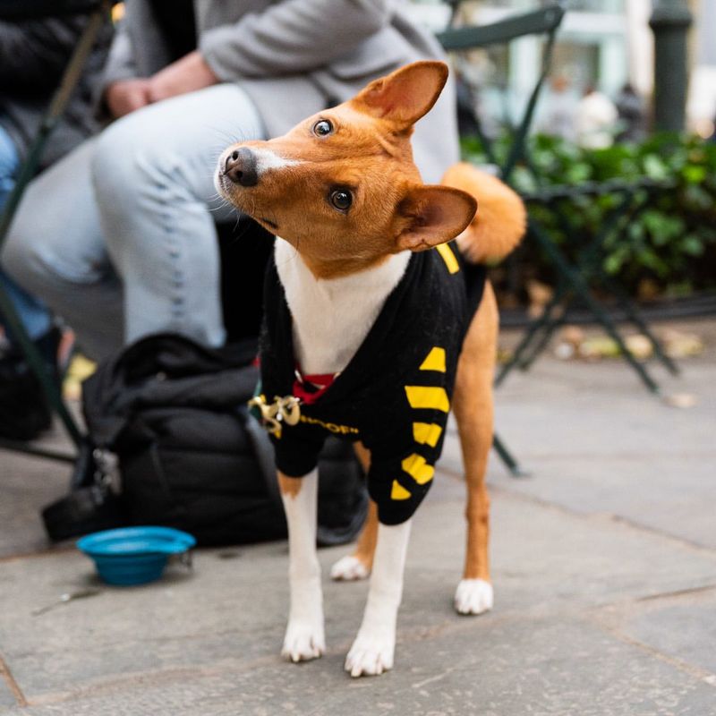 Basenji