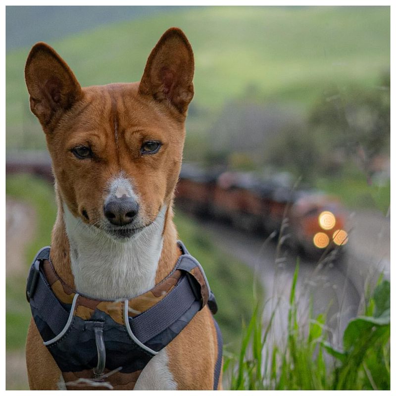 Basenji