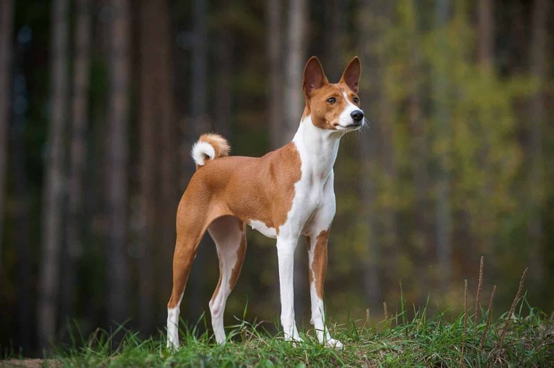 Basenji