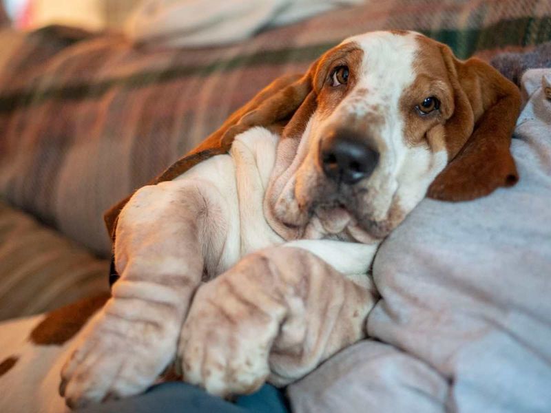 Basset Hound