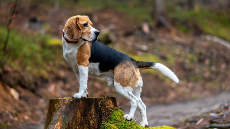 Beagle