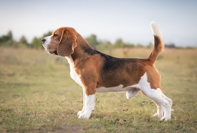 Beagle