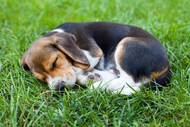 Beagle