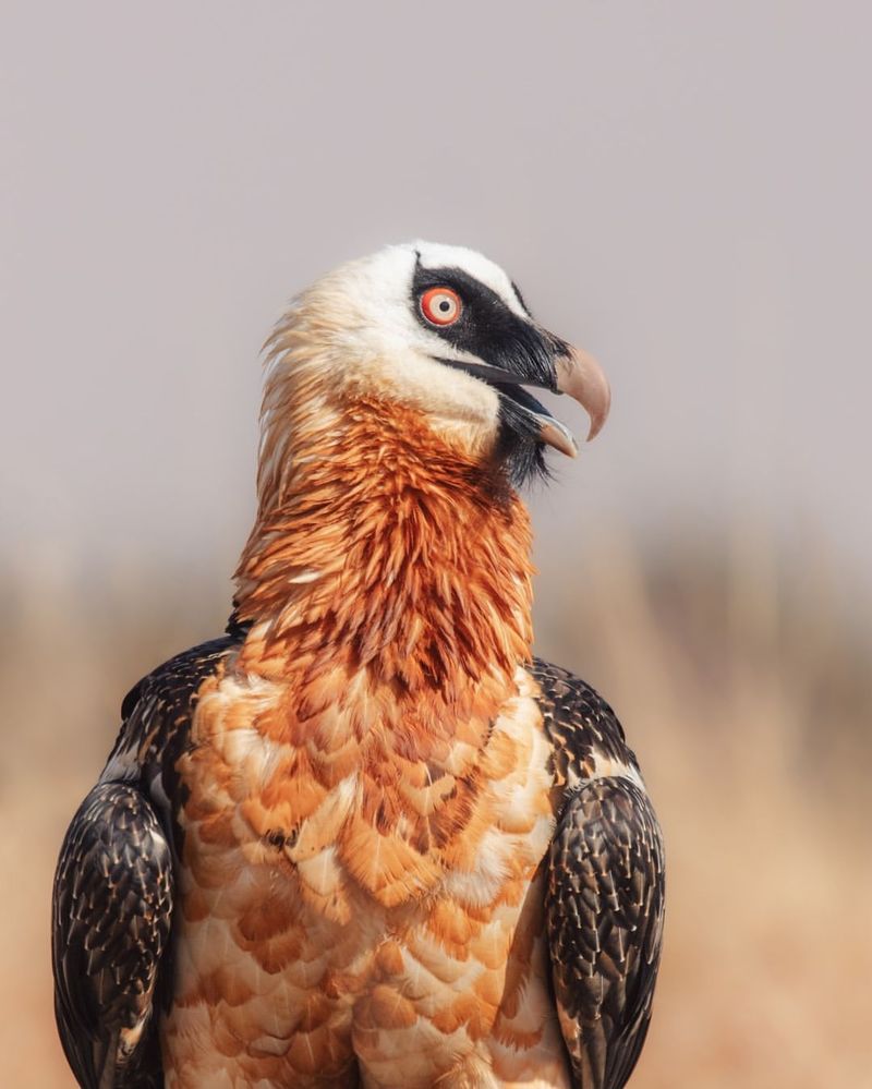 Bearded Vulture