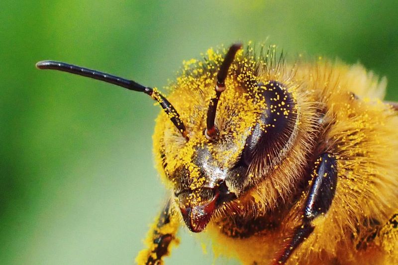 Bee Dance Language