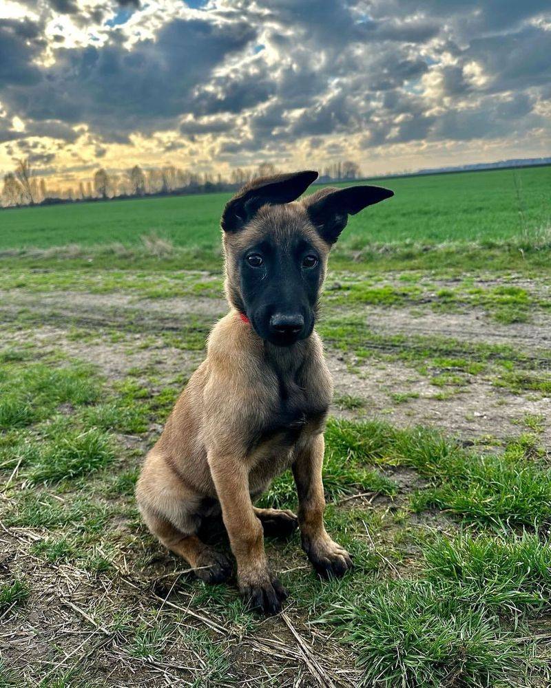 Belgian Malinois