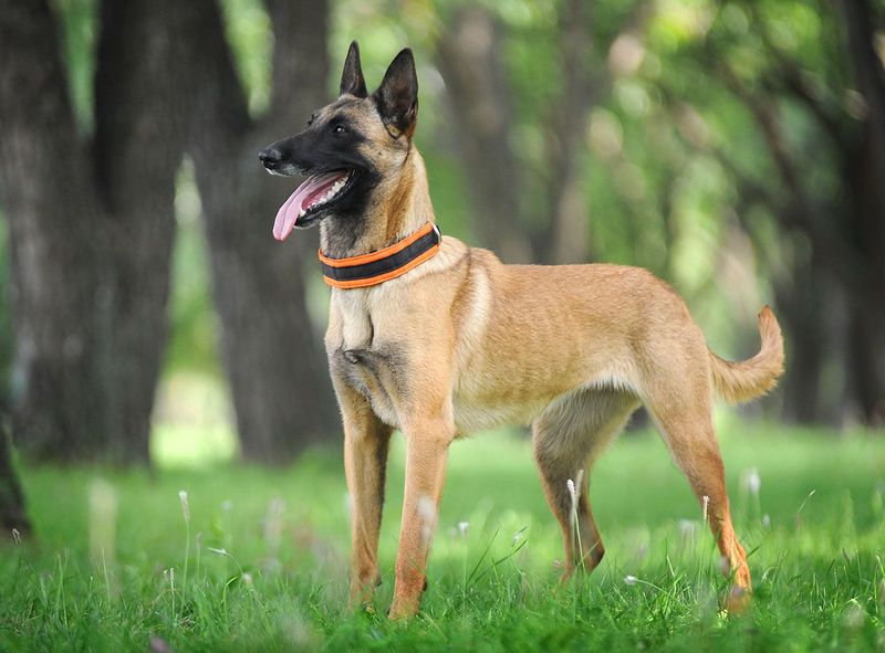 Belgian Malinois