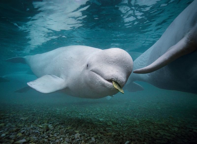 Beluga Whale