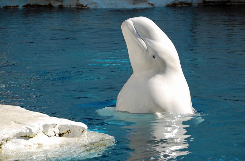 Beluga Whales