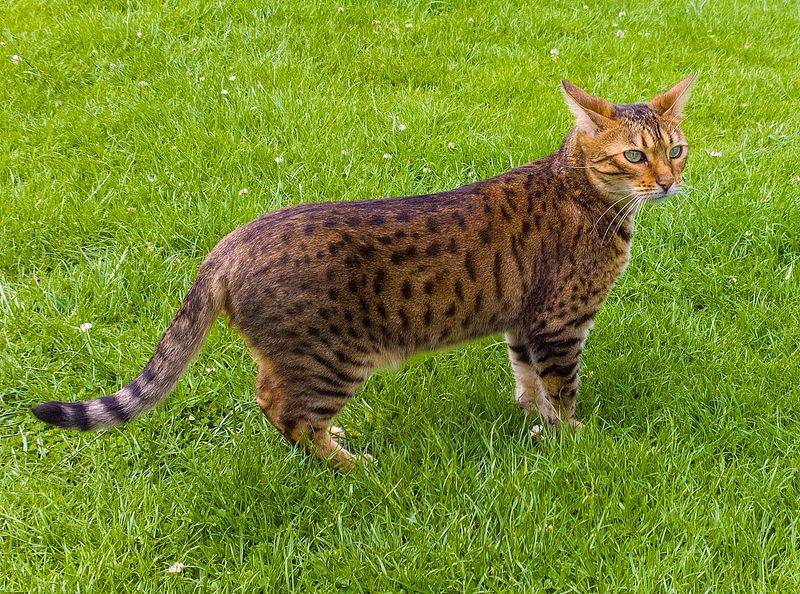 Bengal