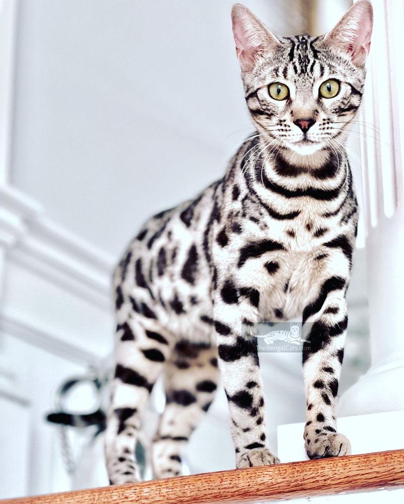 Bengal