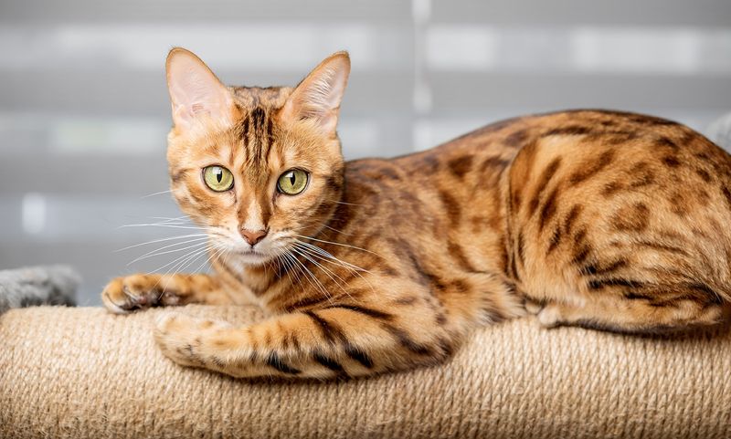 Bengal