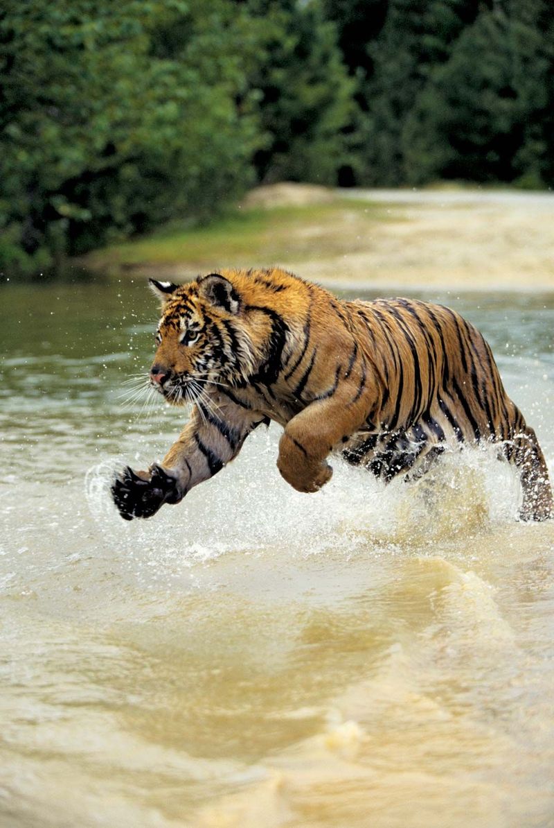 Bengal Tiger