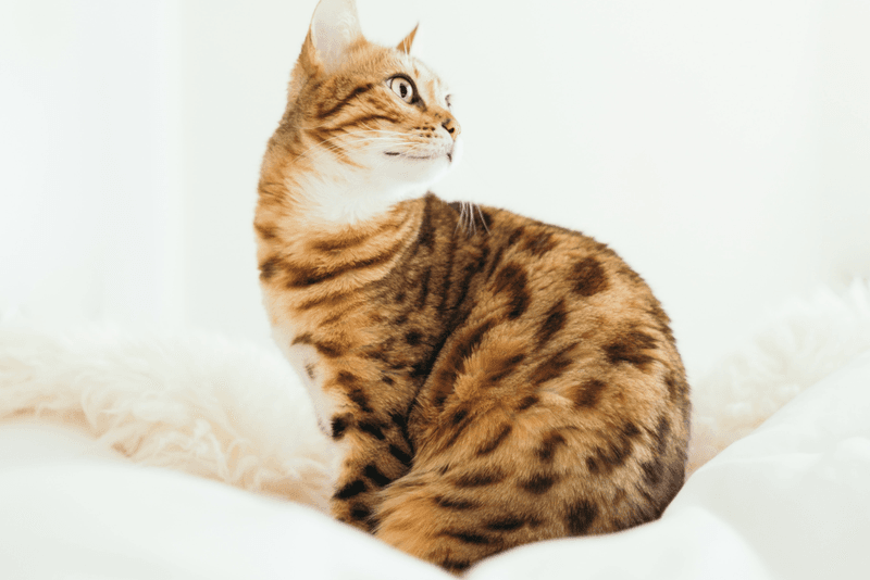 Bengal