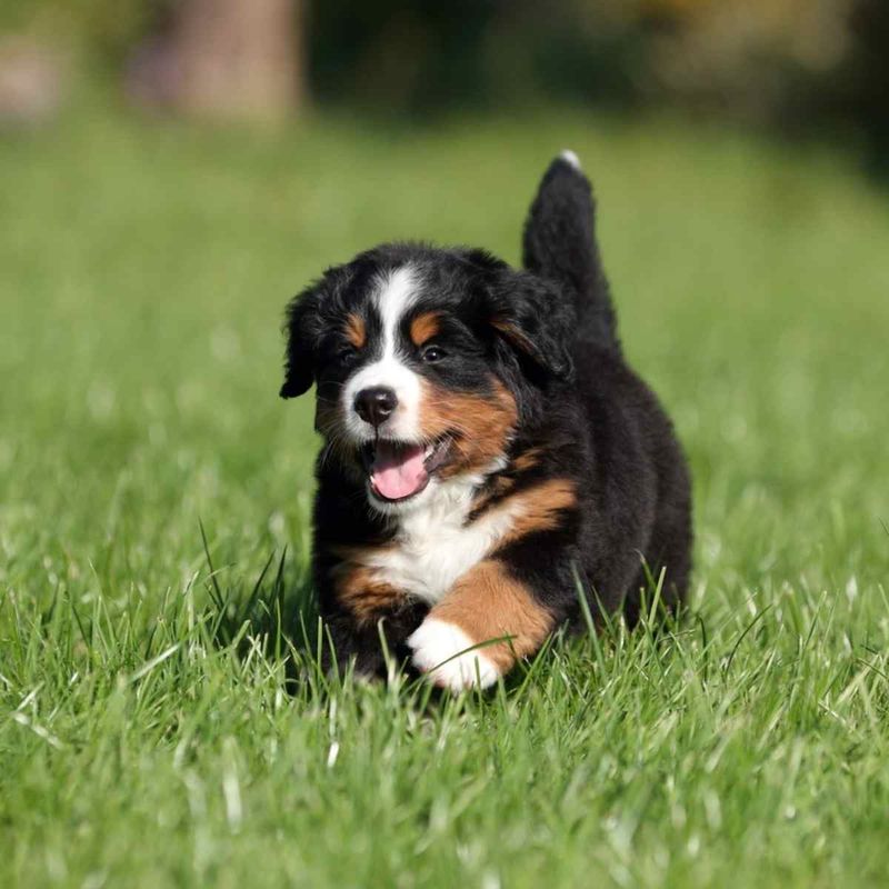 Bernese Mountain Dog