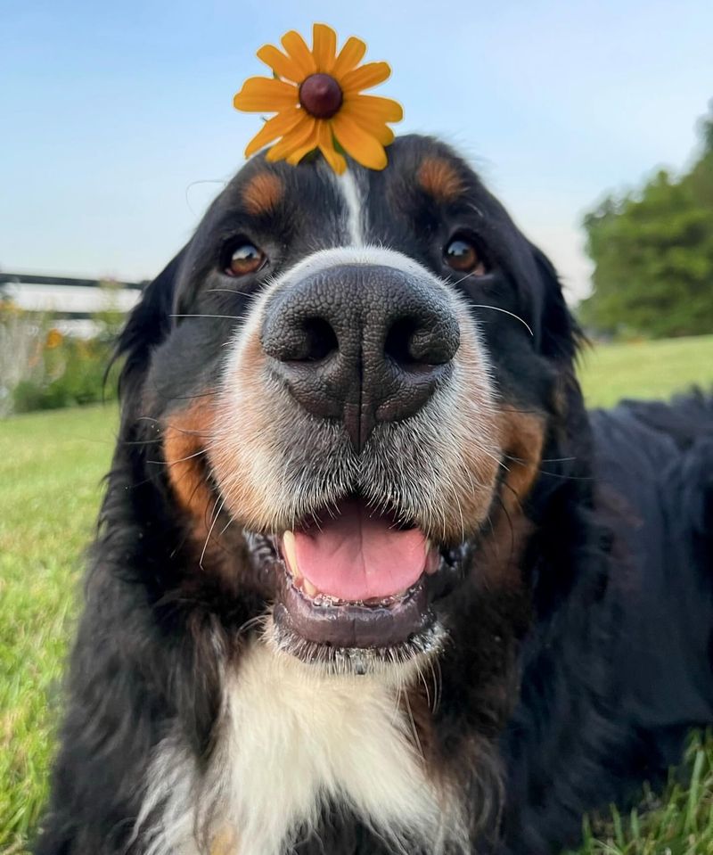 Bernese Mountain Dog