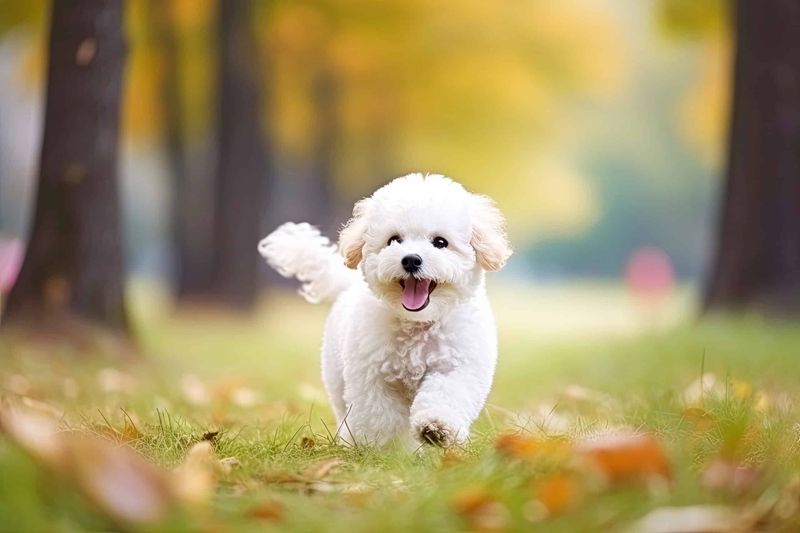 Bichon Frise