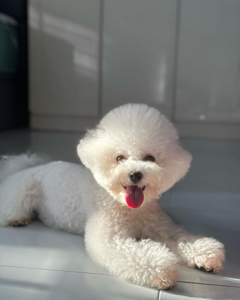 Bichon Frise