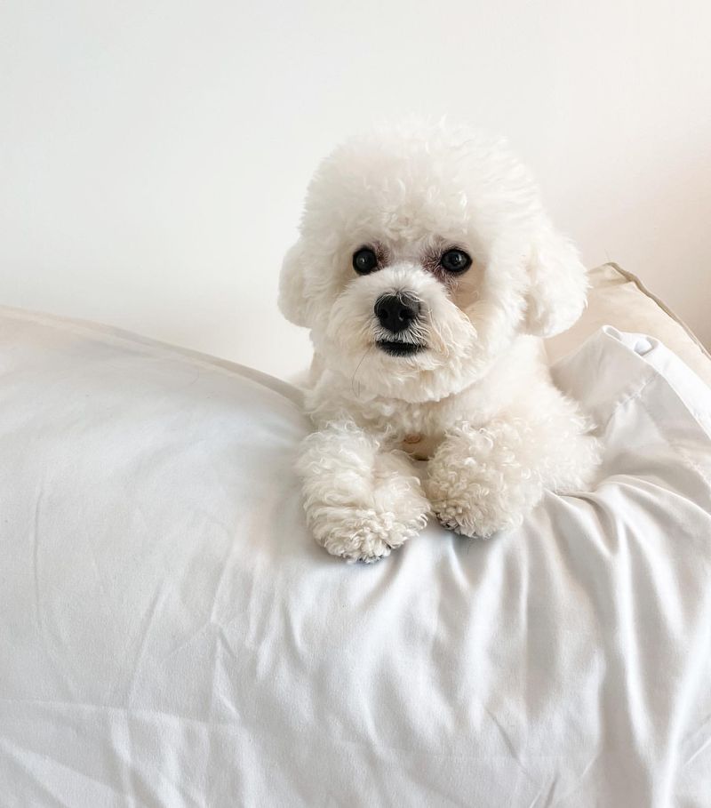 Bichon Frise