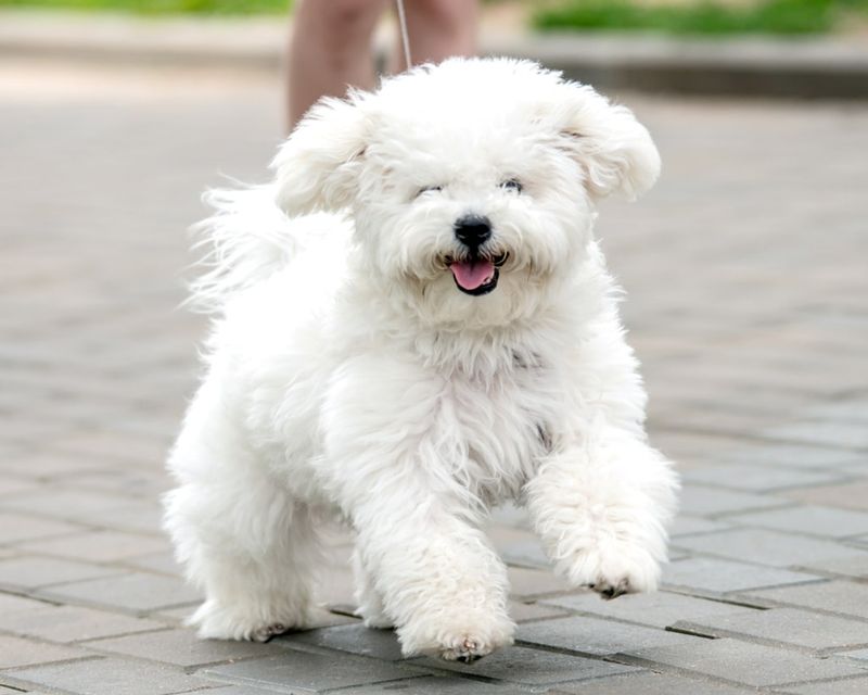 Bichon Frise