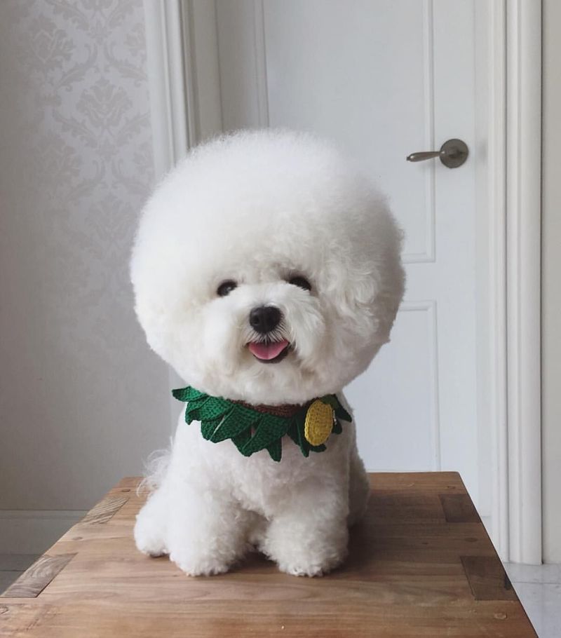 Bichon Frise