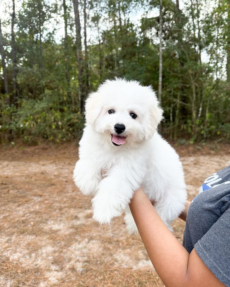 Bichon Frise