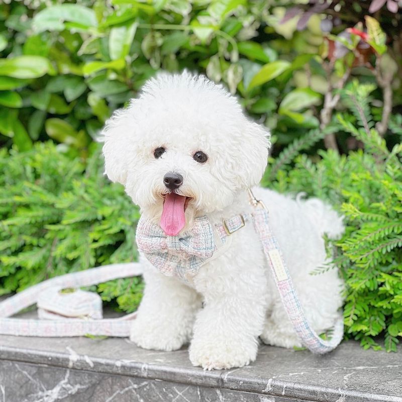 Bichon Frise