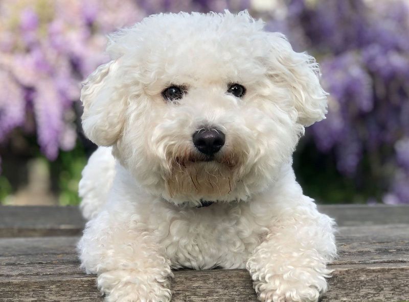 Bichon Frise