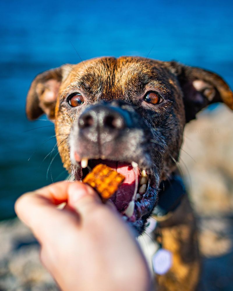 Big Yikes: 10 Things Your Dog Wishes You’d NEVER Do