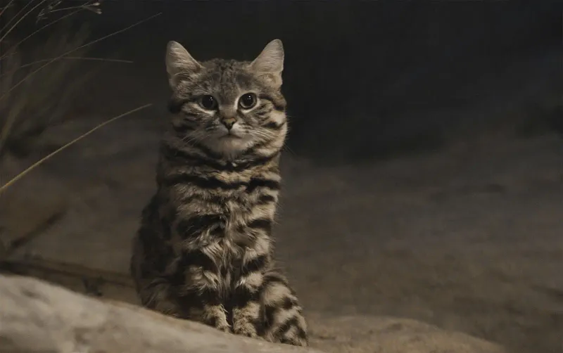 Black-Footed Cat