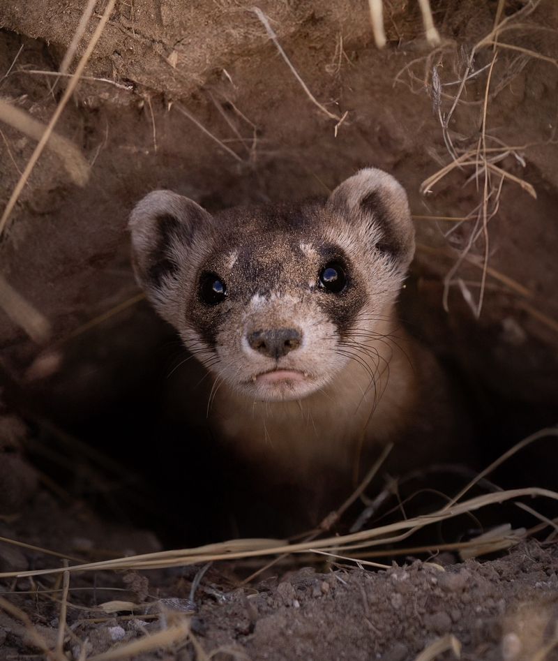 Black-Footed Ferret