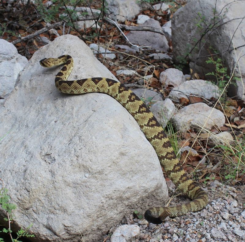 Black-tailed Rattlesnake