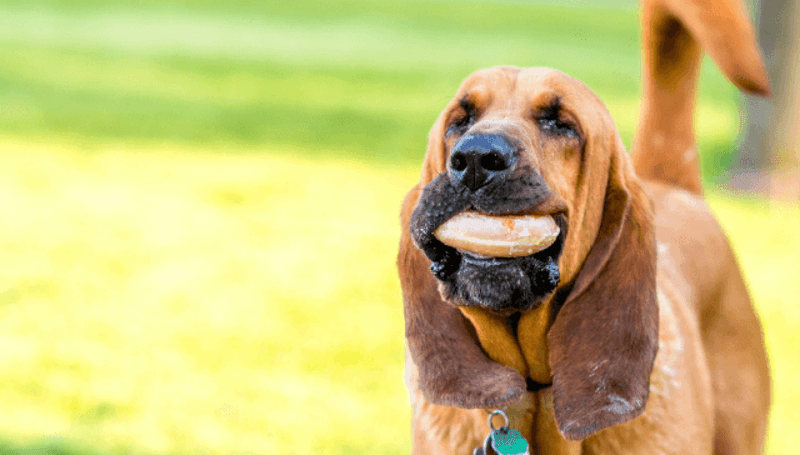 Bloodhound