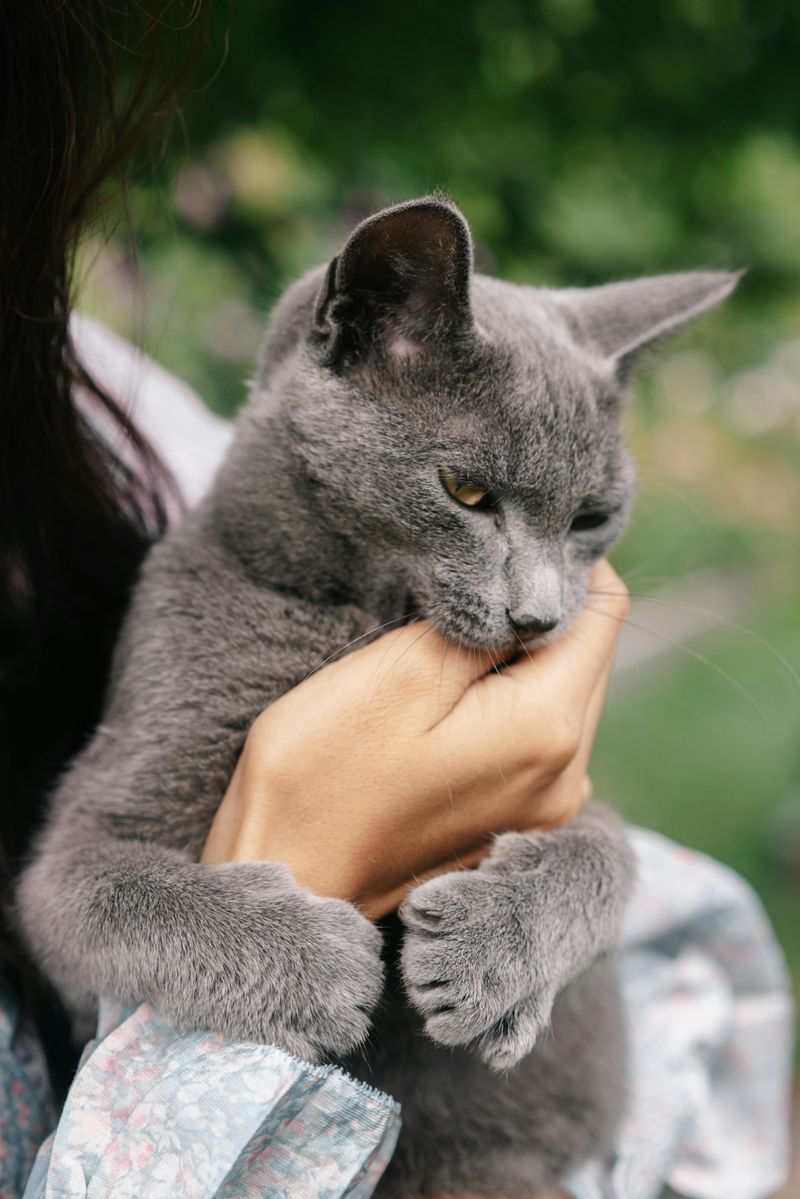 Blue Beauties: 10 Cat Breeds You’ll Fall Head Over Paws For