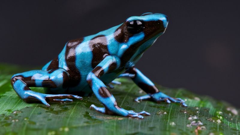 Blue Poison Dart Frog