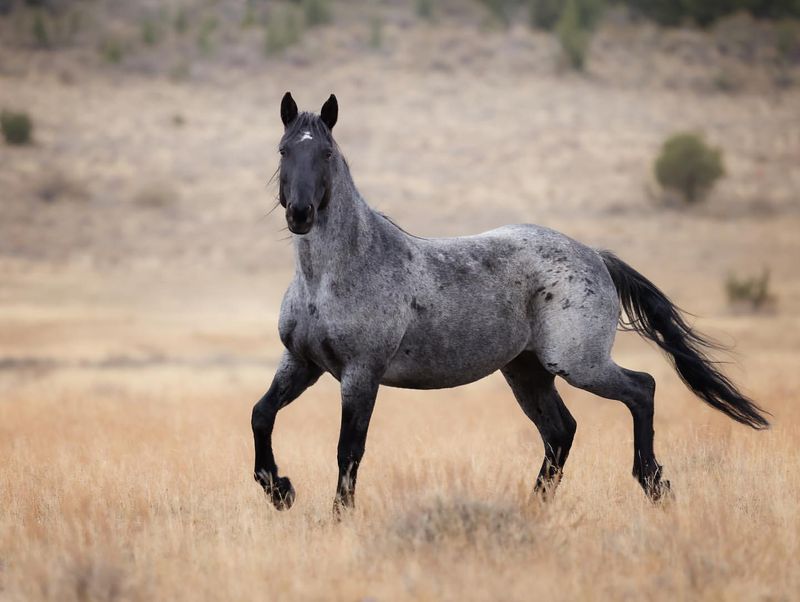 Blue Roan