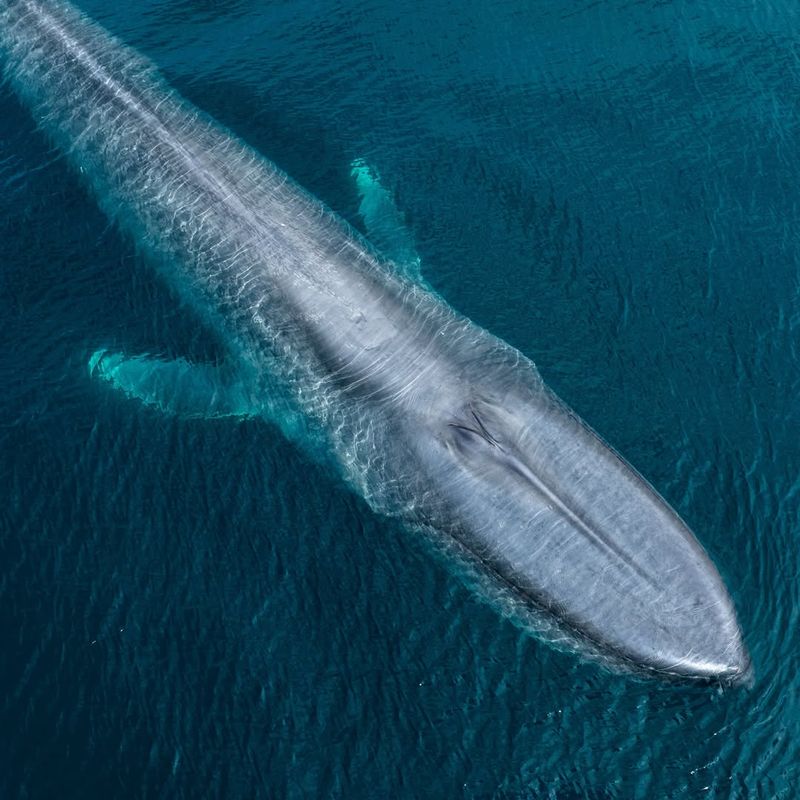 Blue Whale