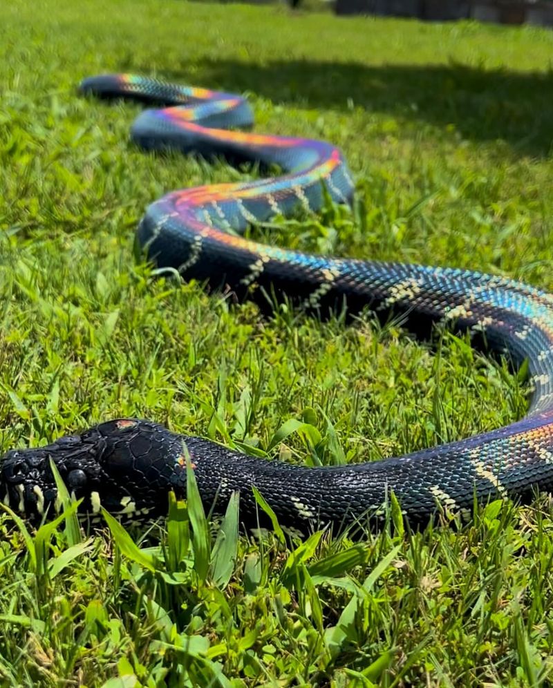 Boelen's Python