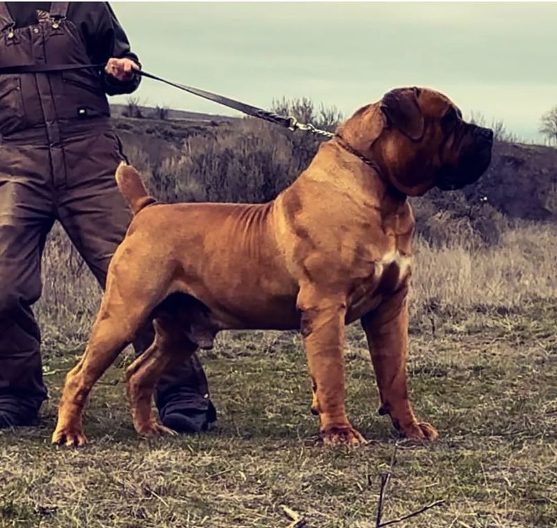 Boerboel