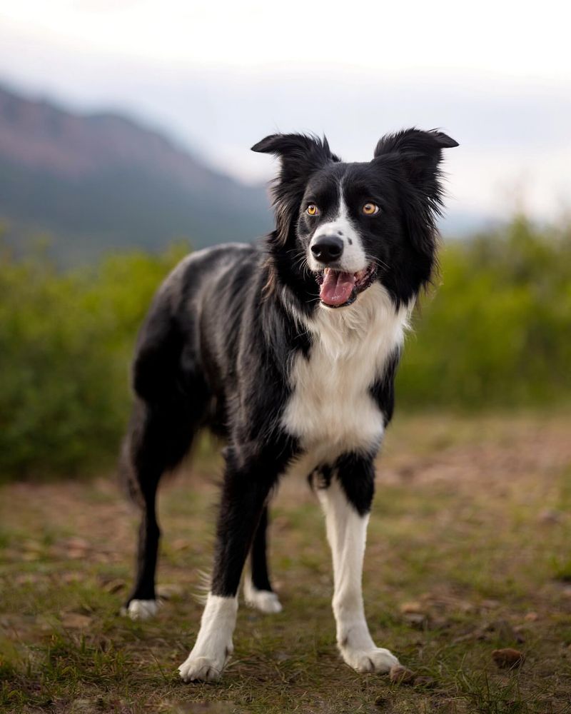 Border Collie