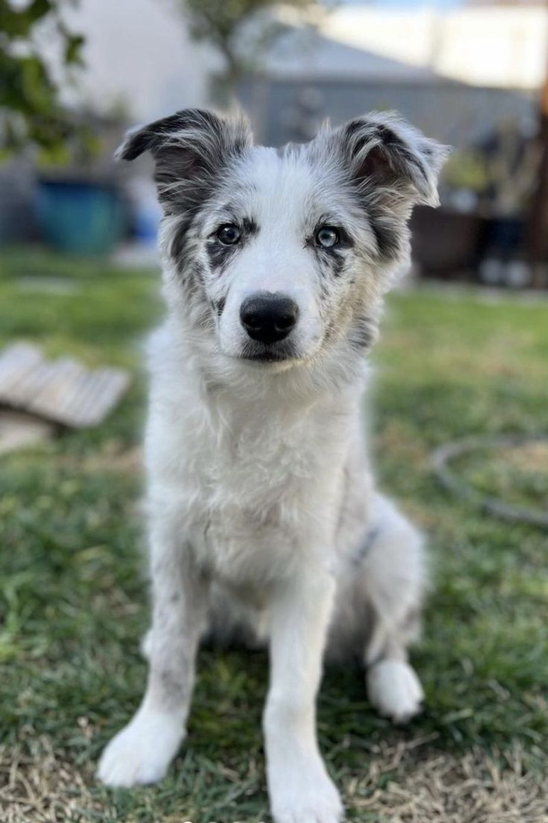 Border Collie