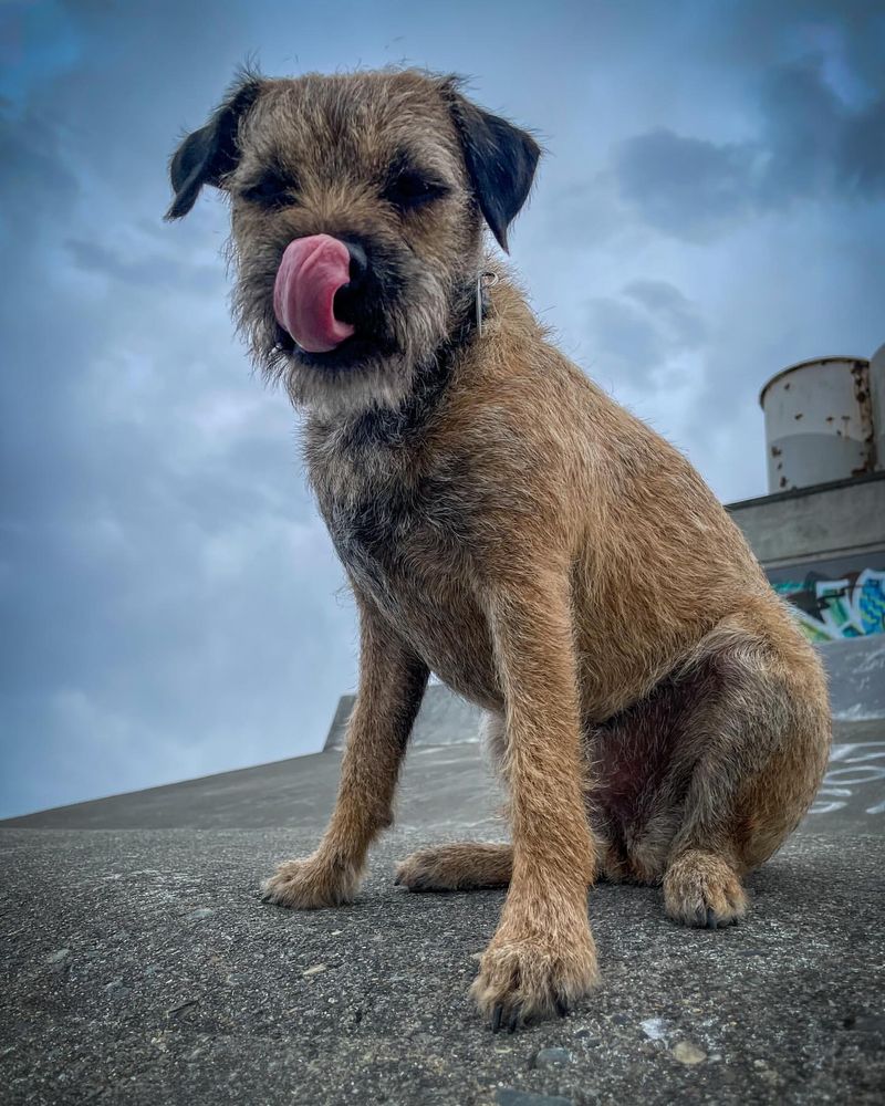 Border Terrier