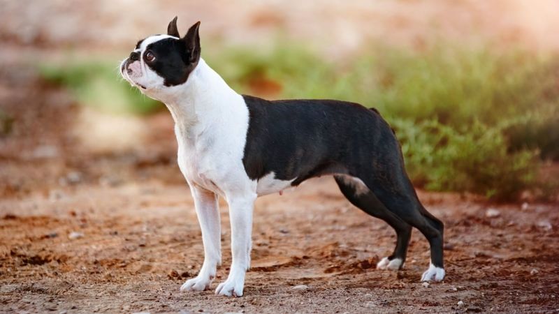 Boston Terrier